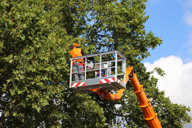 How Our Tree Care Process Works  in Roundup, MT